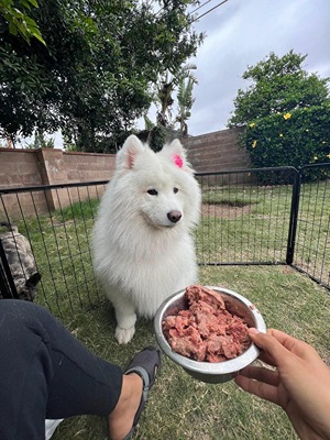 Samoyed eating Bison meat