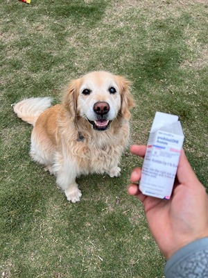applying eye medication to dog