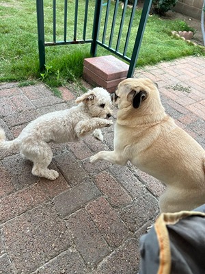two dogs playing
