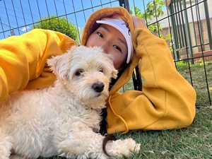 Laying down with Miniature Poodle and Dachshund mix