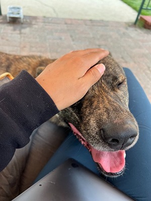 petting dog on the head