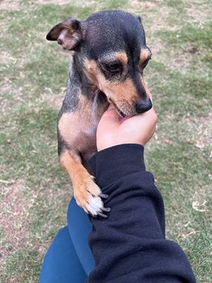 dog kissing pet sitter