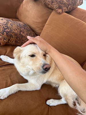 Petting mixed breed dog